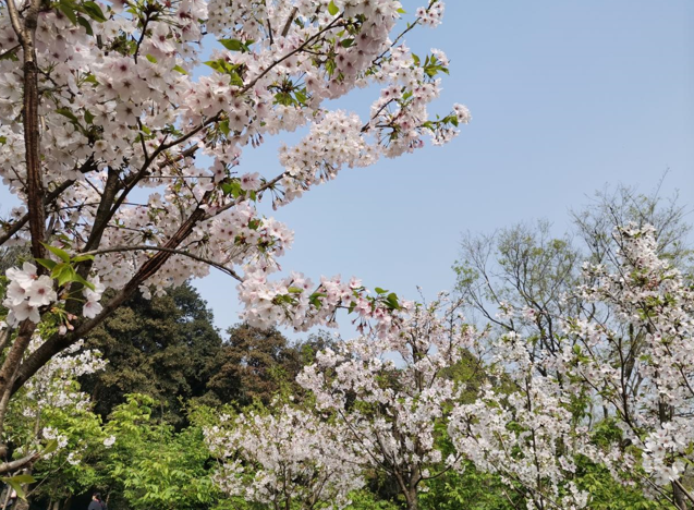 爱成都 迎大运丨金牛区2022天府花开踏青赏花季