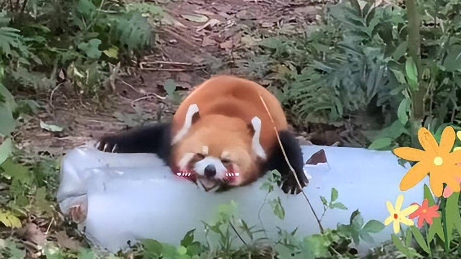 视频 | 成都小熊猫抱冰块吐舌头降温 网友直呼萌化了