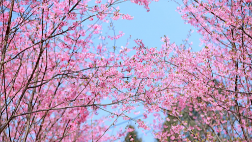 五万余株樱花如锦似霞 到南充凌云山邂逅最美的春天